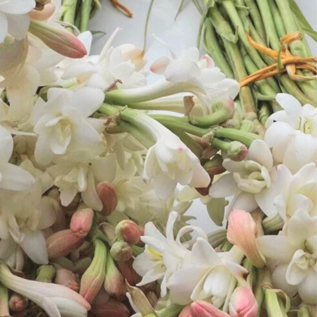 VOL.5 白い花だけを束ねたWHITE。チュベローズの様々な表情を魅せる。