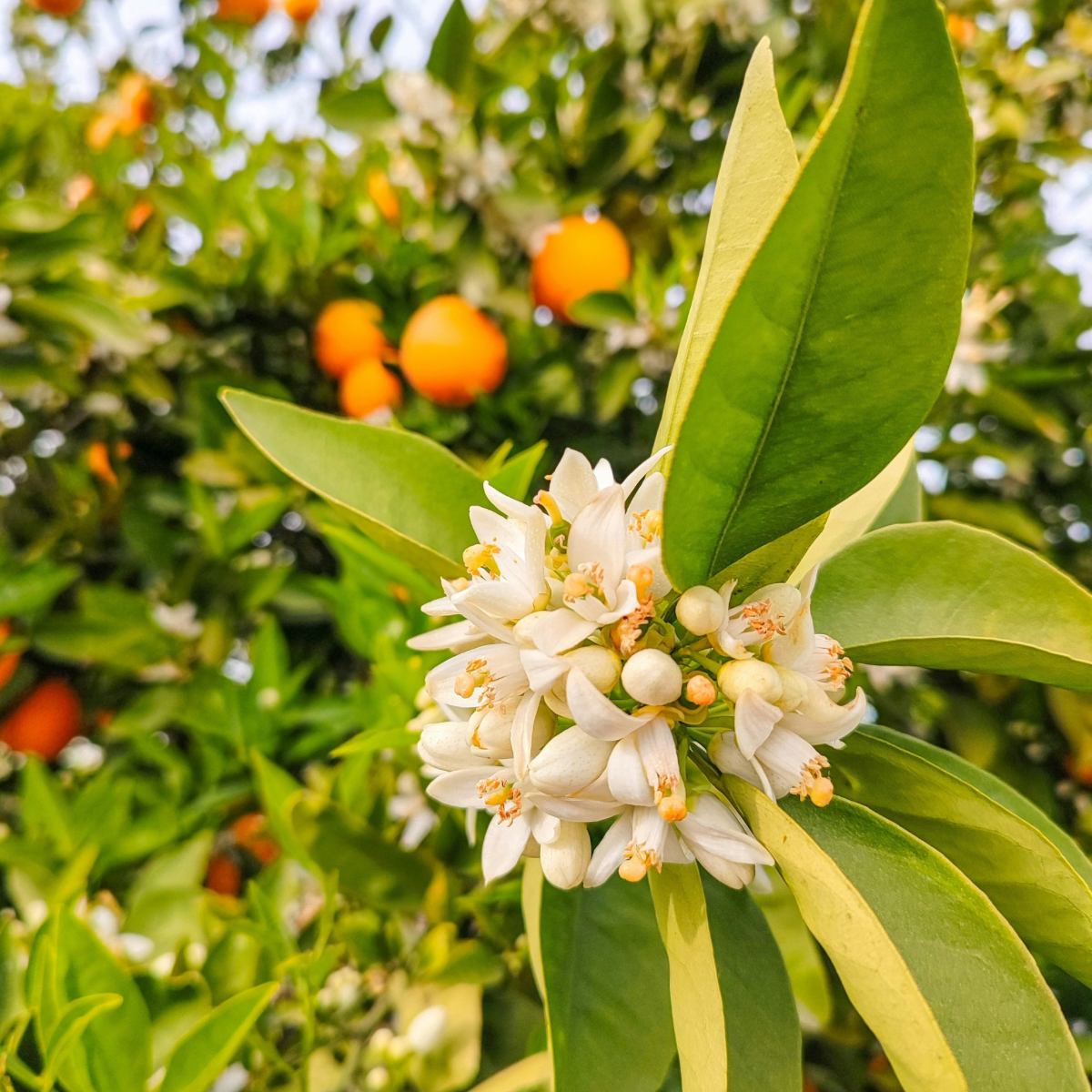 vol.4 NEROLI PERSIST ネロリに固執し、柑橘の夢に包まれて。